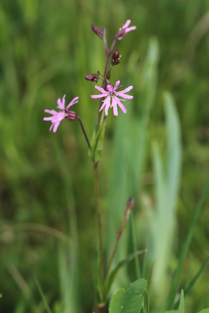 Lychnis flos-cuculi (alternate view 2)