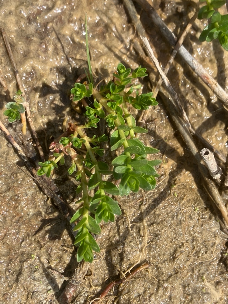 Lysimachia maritima (Sea Milkwort) (alternate view 12)