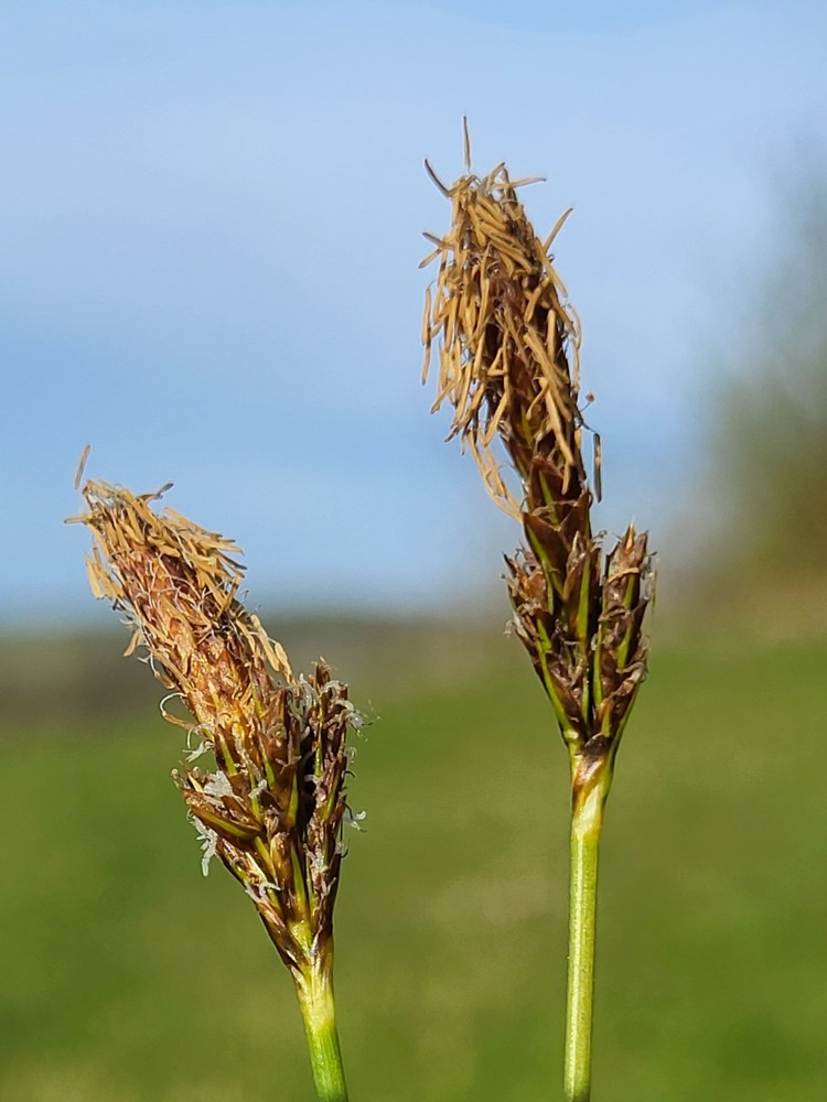 Carex caryophyllea (spring sedge) (alternate view 10)