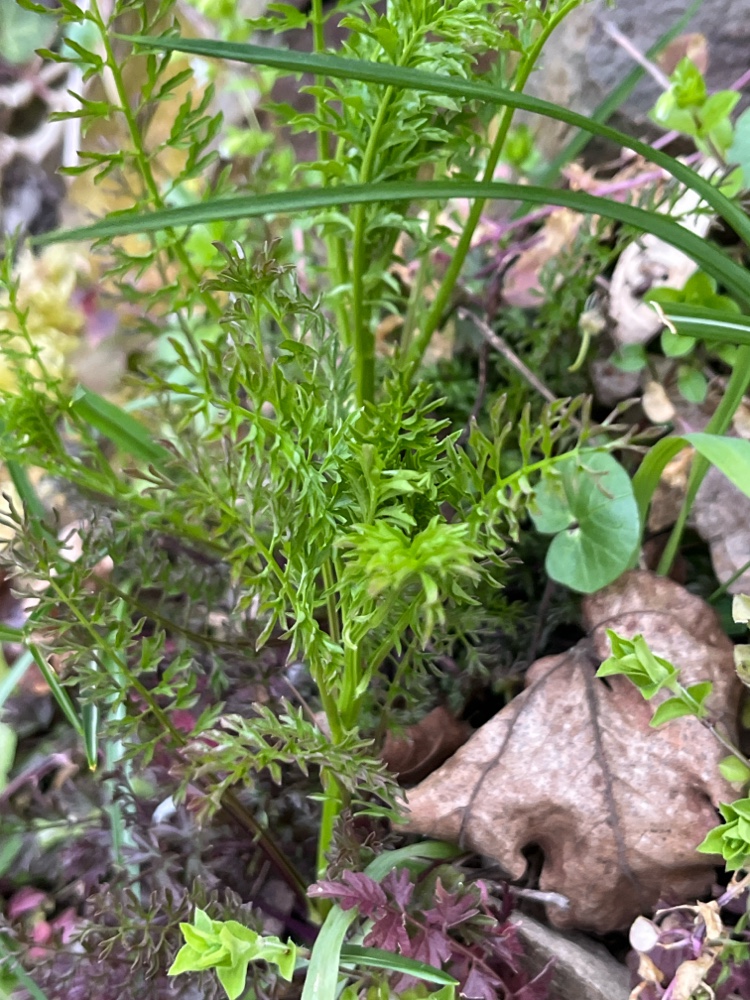 Cardamine impatiens (narrow-leaved bittercress) (alternate view 12)
