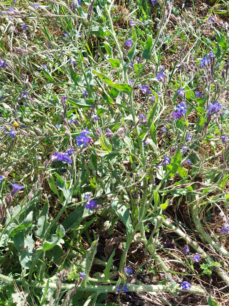 Anchusa azurea (Italian bugloss) (alternate view 11)