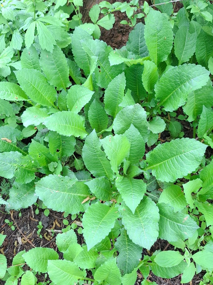 Dipsacus pilosus (small teasel) (alternate view 14)
