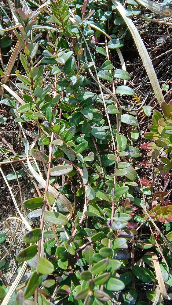 Vaccinium macrocarpon (American Cranberry) (alternate view 9)