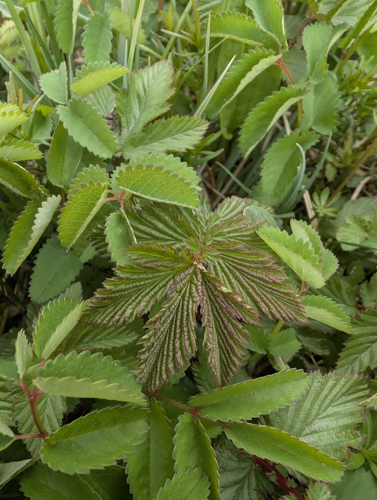 Sanguisorba (burnets)