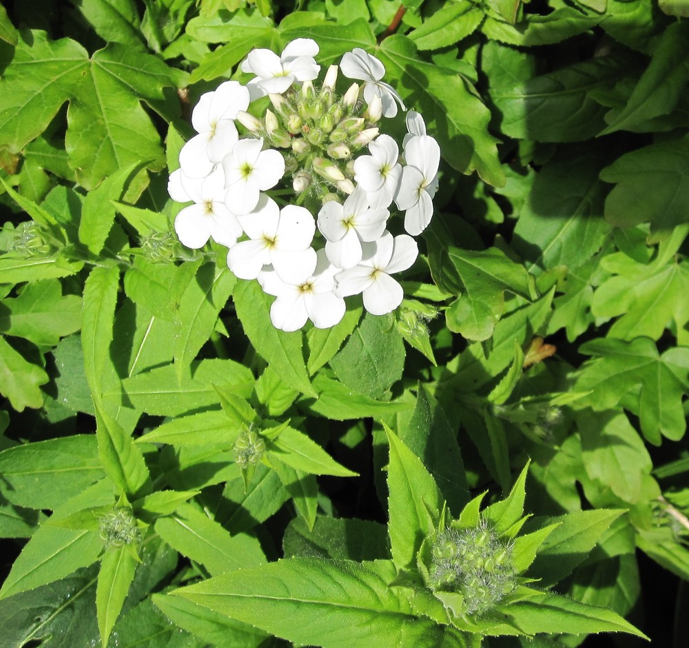 Hesperis matronalis (dame's rocket) (alternate view 13)
