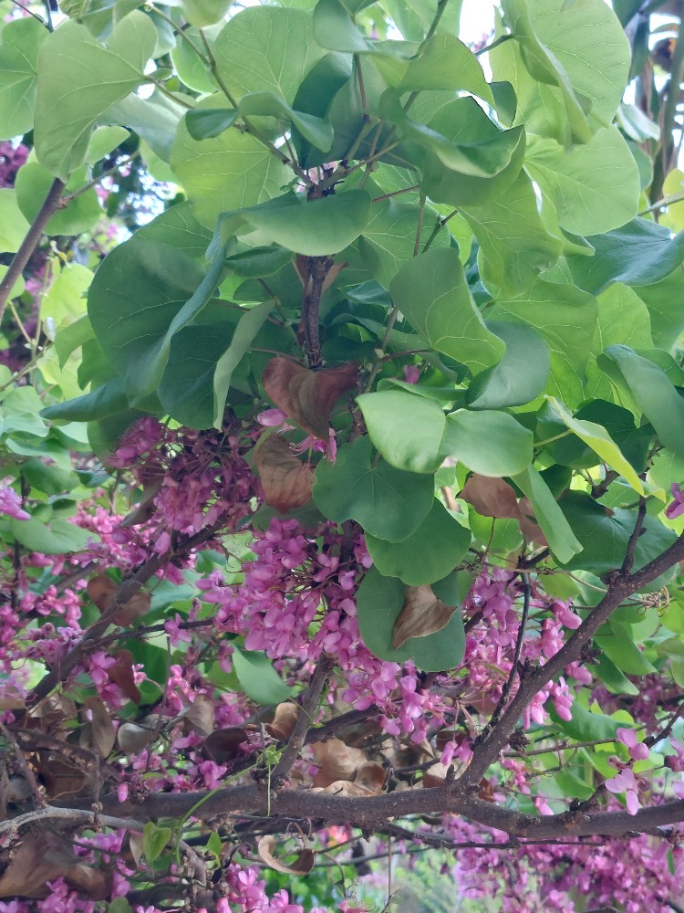 Cercis siliquastrum (Judas-tree) (alternate view 11)