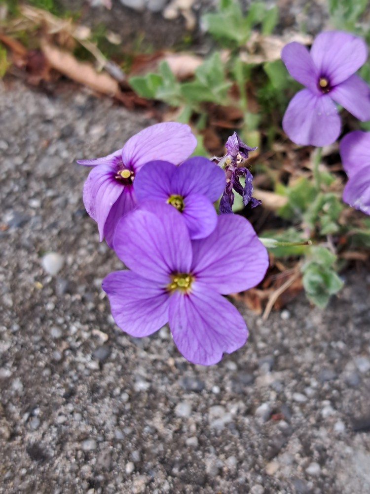 Aubrieta deltoidea (purple rock cress) (alternate view 11)
