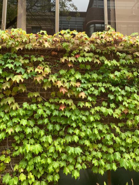 Parthenocissus tricuspidata (Boston ivy)
