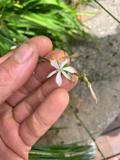 Chlorophytum comosum (Spider Plant) (alternate view 9)