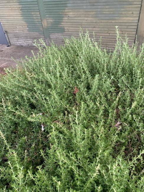 Rhagodia candolleana (Seaberry Saltbush) (alternate view 6)