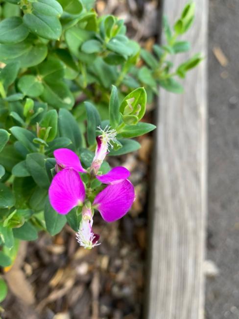 Polygala myrtifolia (Sweet Pea Shrub) (alternate view 11)