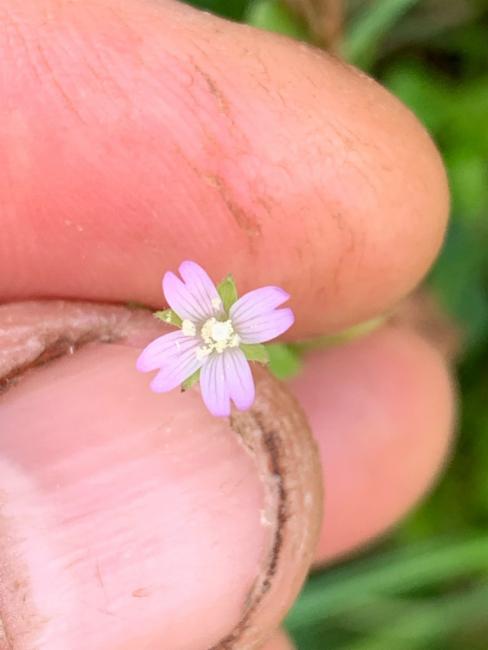 Epilobium ciliatum (common willowherb (native)) (alternate view 11)