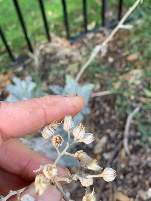Jacobaea maritima (dusty miller)