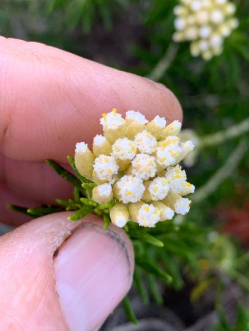 Ozothamnus turbinatus (Coast Everlasting) (alternate view 6)