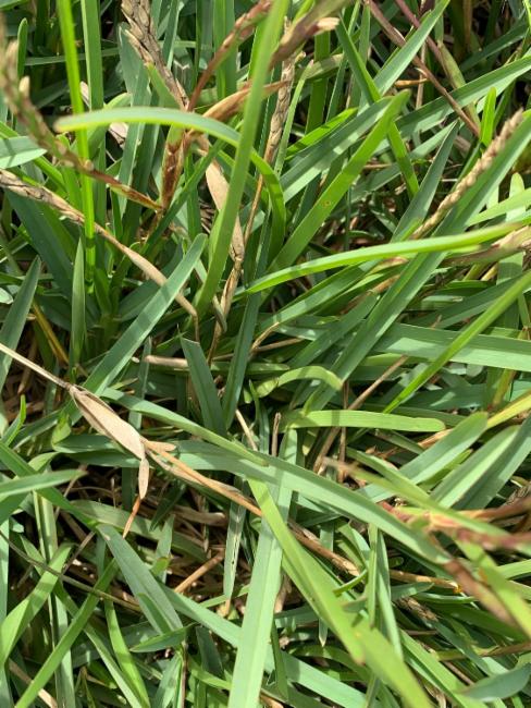 Stenotaphrum secundatum (St. Augustine Grass) (alternate view 9)