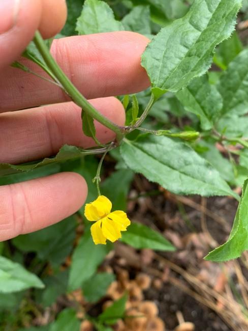 Goodenia ovata (hop goodenia) (alternate view 10)