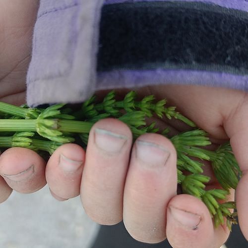 Reseda luteola (Weld) (alternate view 11)