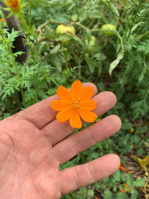 Cosmos (Cosmoses)