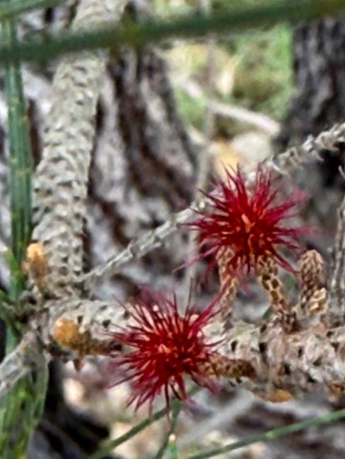 Allocasuarina littoralis (Black sheoak) (alternate view 11)