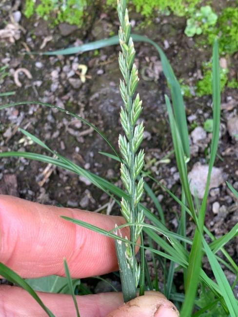 Lolium (Ryegrasses)