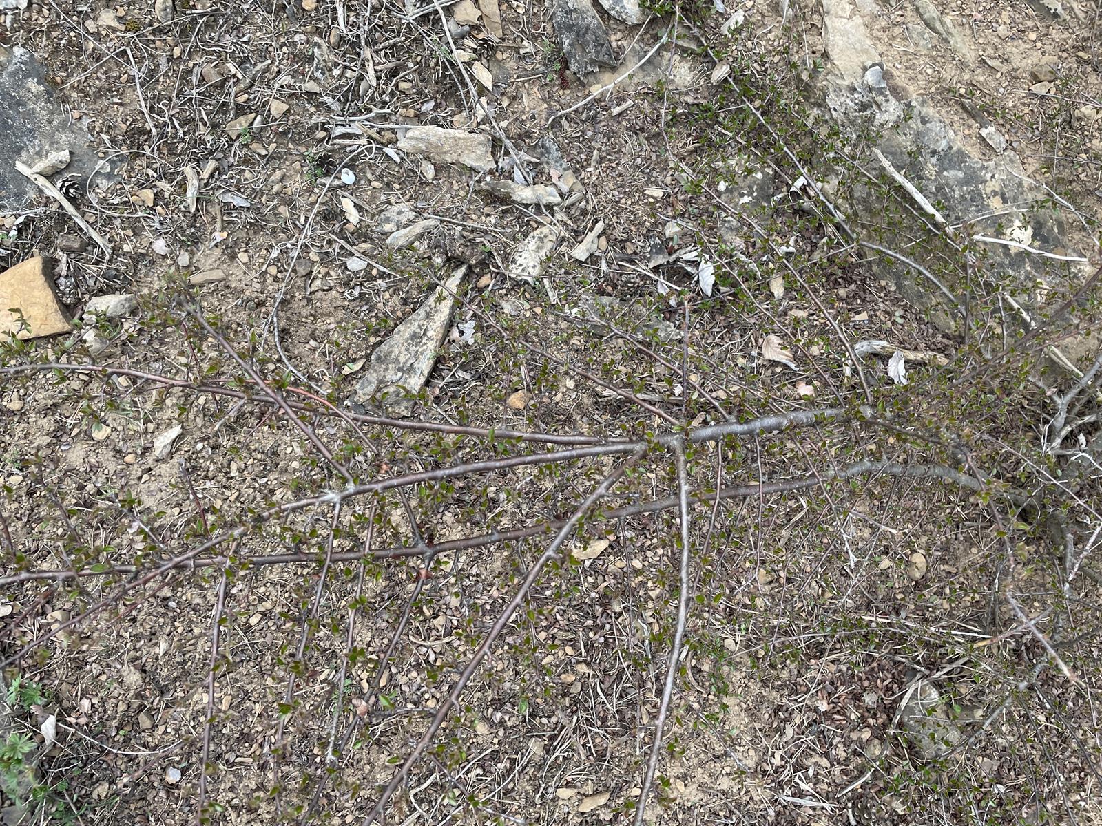 Cotoneaster horizontalis (rock cotoneaster) (alternate view 12)