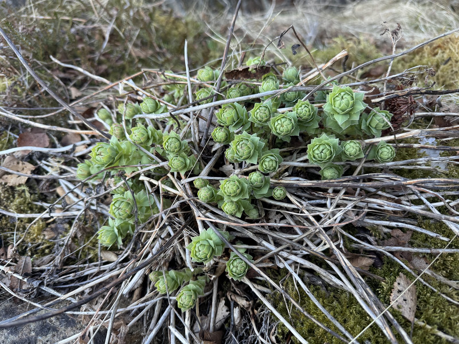Rhodiola rosea (Roseroot) (alternate view 11)