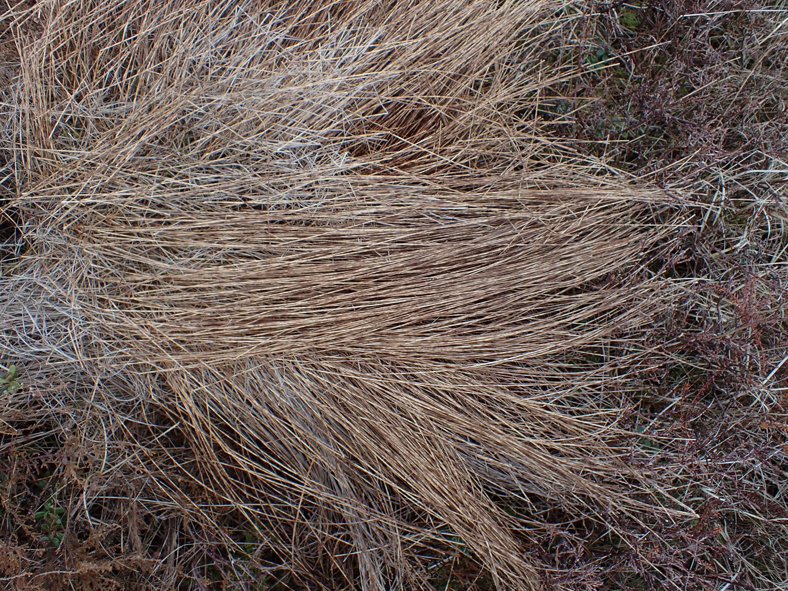 Trichophorum cespitosum (Tufted Bulrush) (alternate view 11)