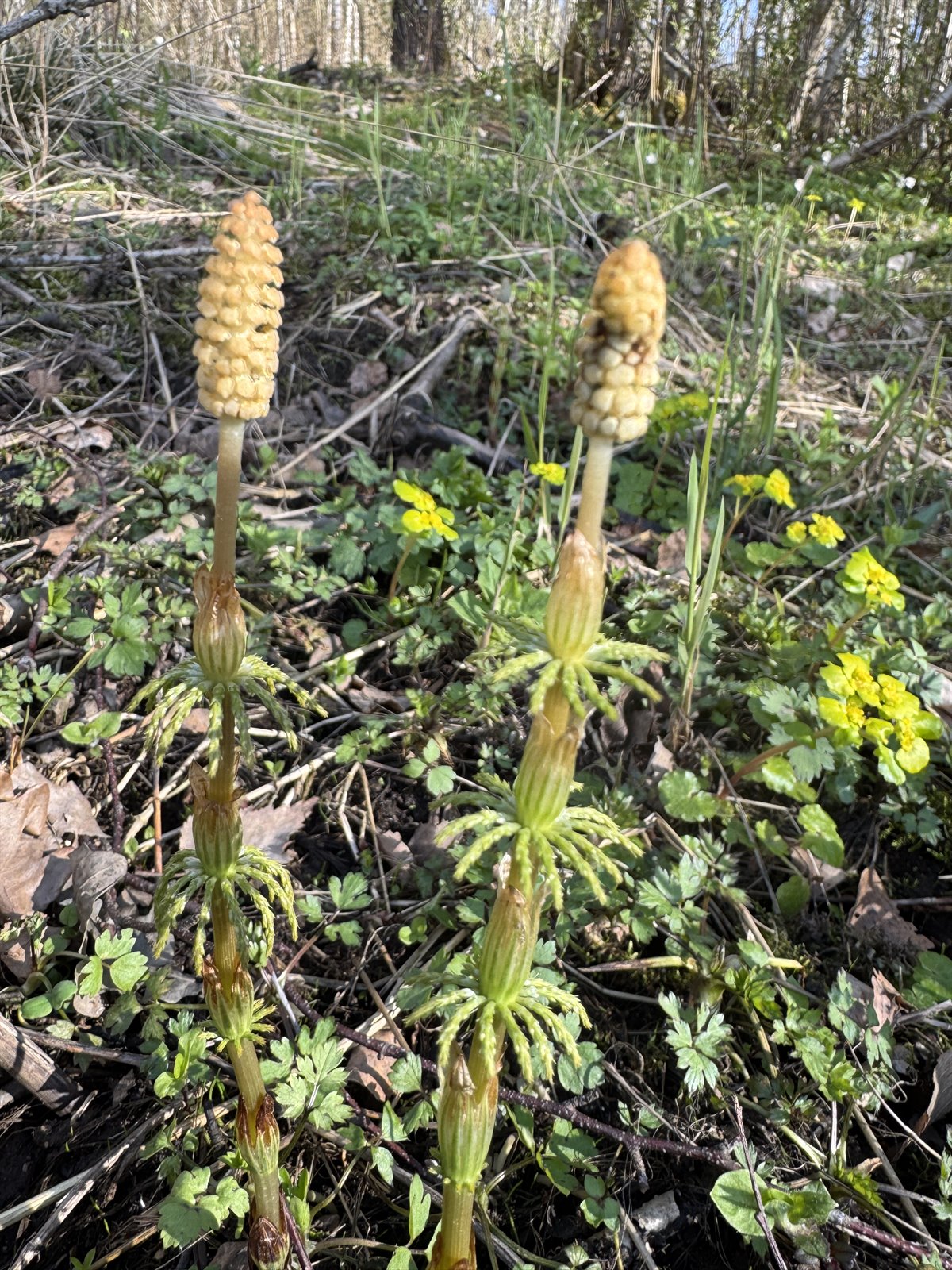 Equisetum sylvaticum (wood horsetail) (alternate view 12)