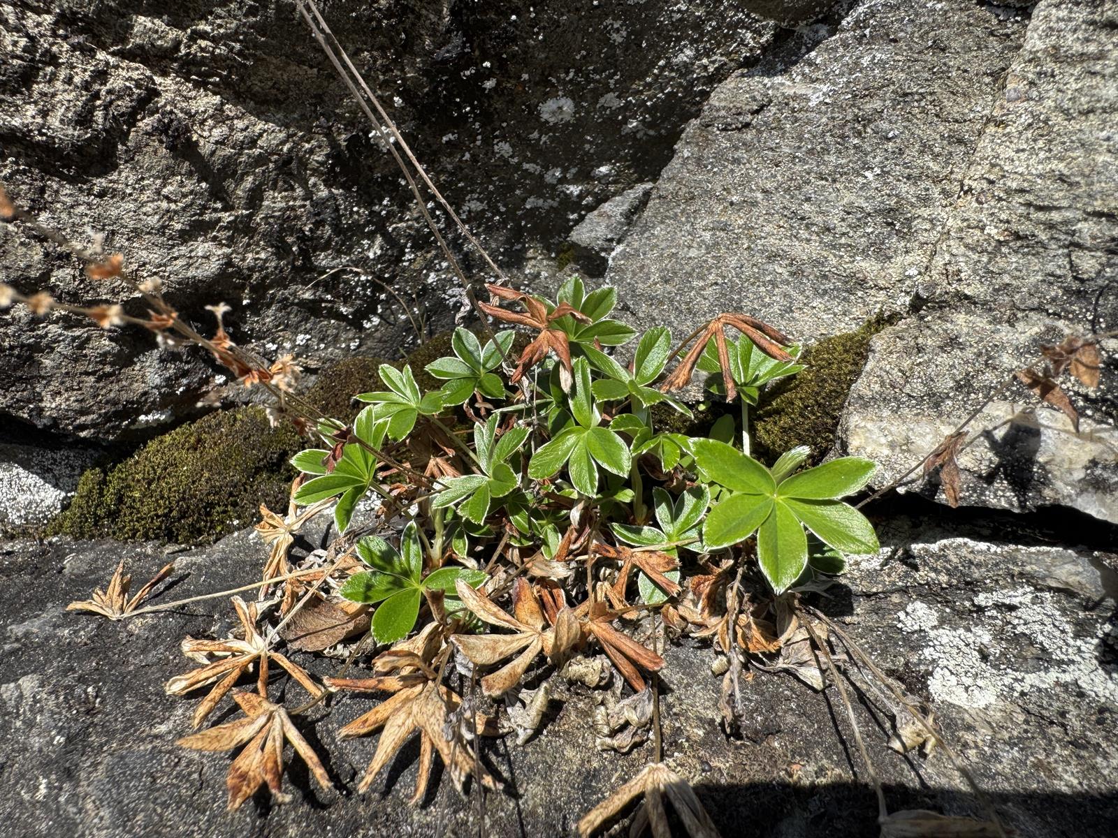Alchemilla alpina (Alpine Lady's-mantle) (alternate view 15)