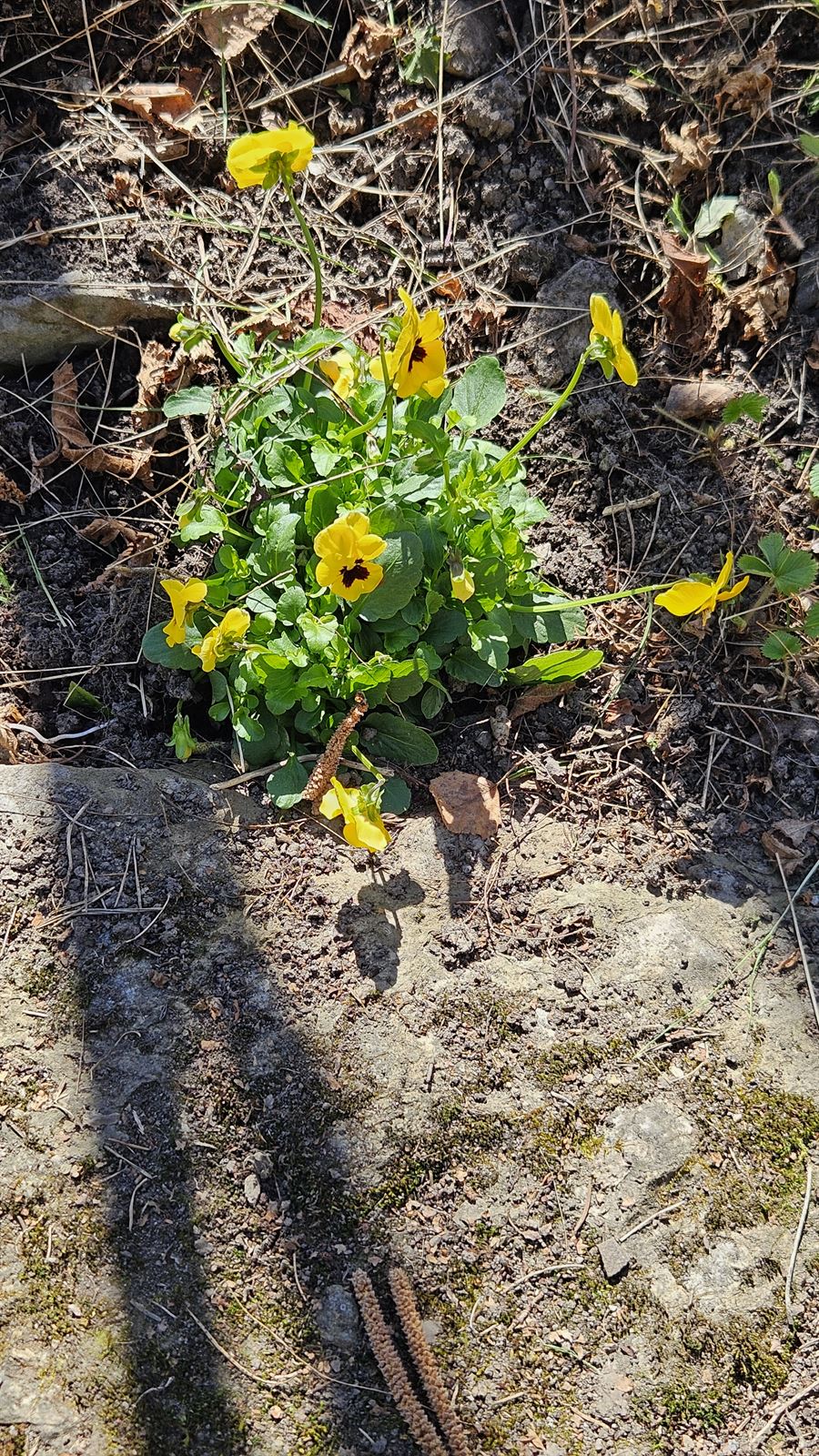 Viola × wittrockiana (pansy) (alternate view 11)