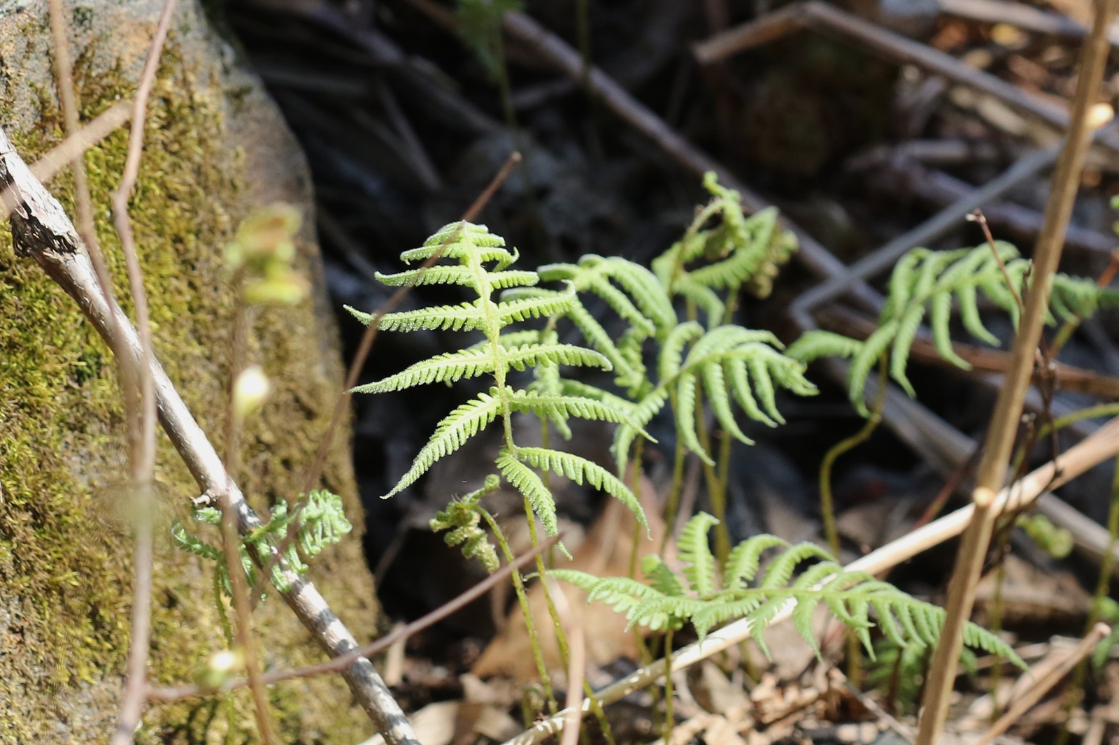 Phegopteris connectilis (long beech fern) (alternate view 3)