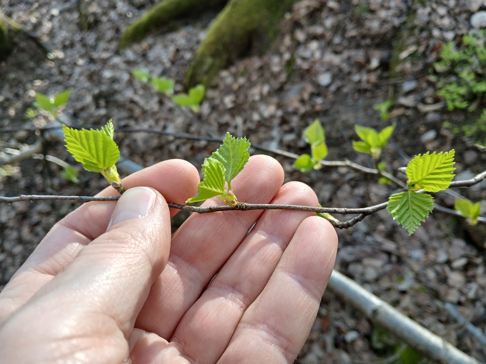Betula pubescens (Downy Birch) (alternate view 11)