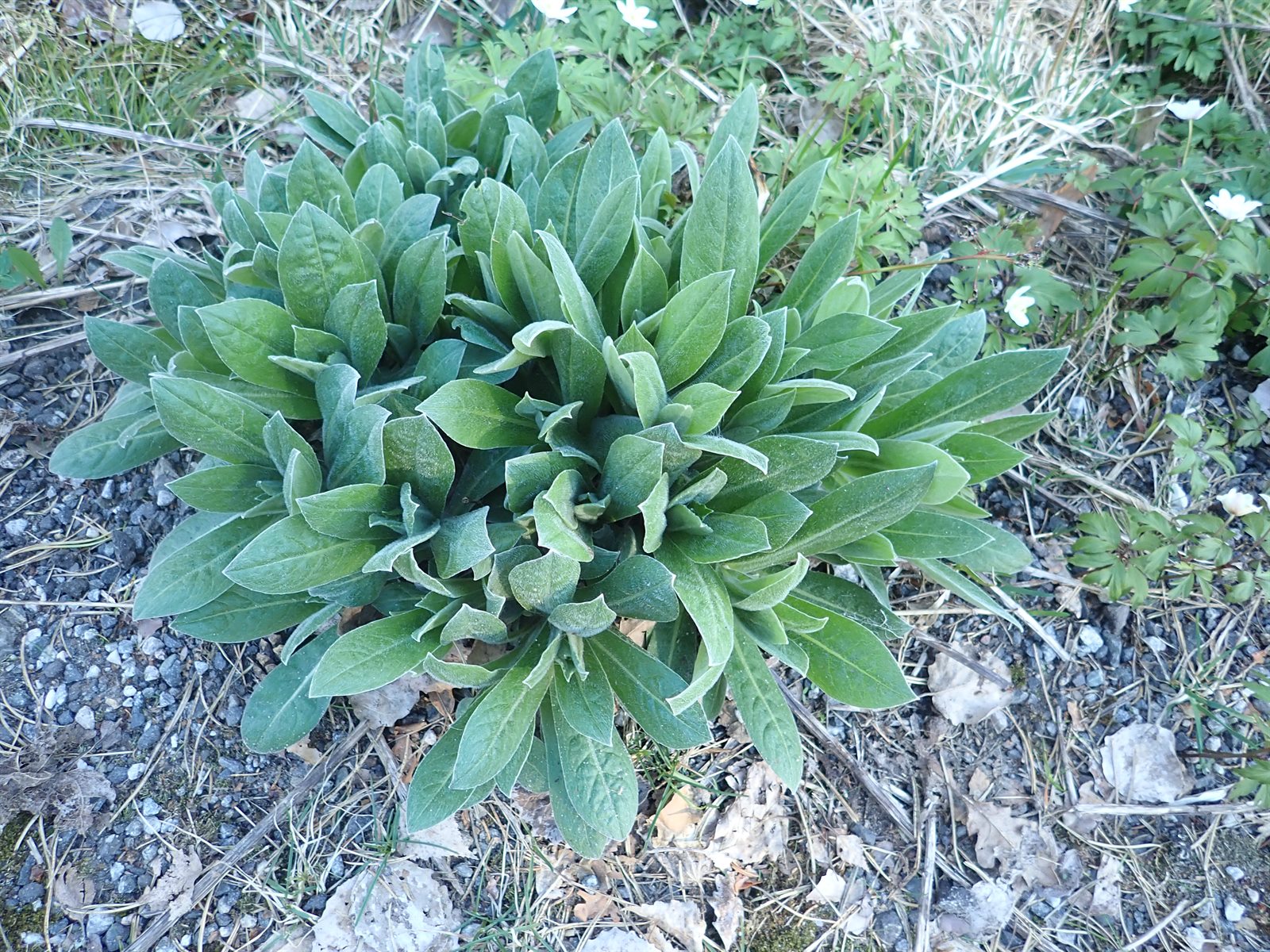 Centaurea montana (Perennial Cornflower) (alternate view 11)