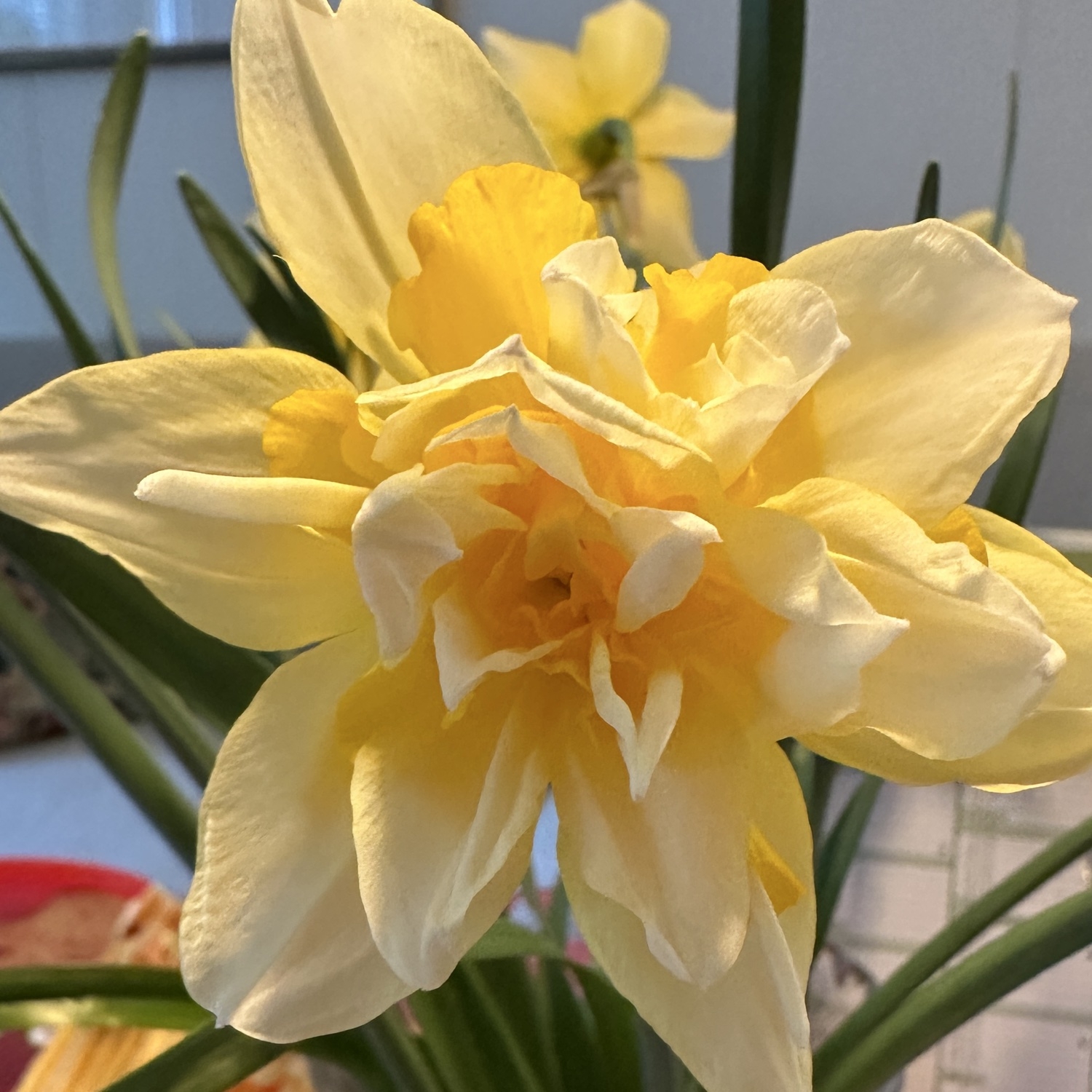 Narcissus × incomparabilis (Nonesuch Daffodil) (alternate view 2)
