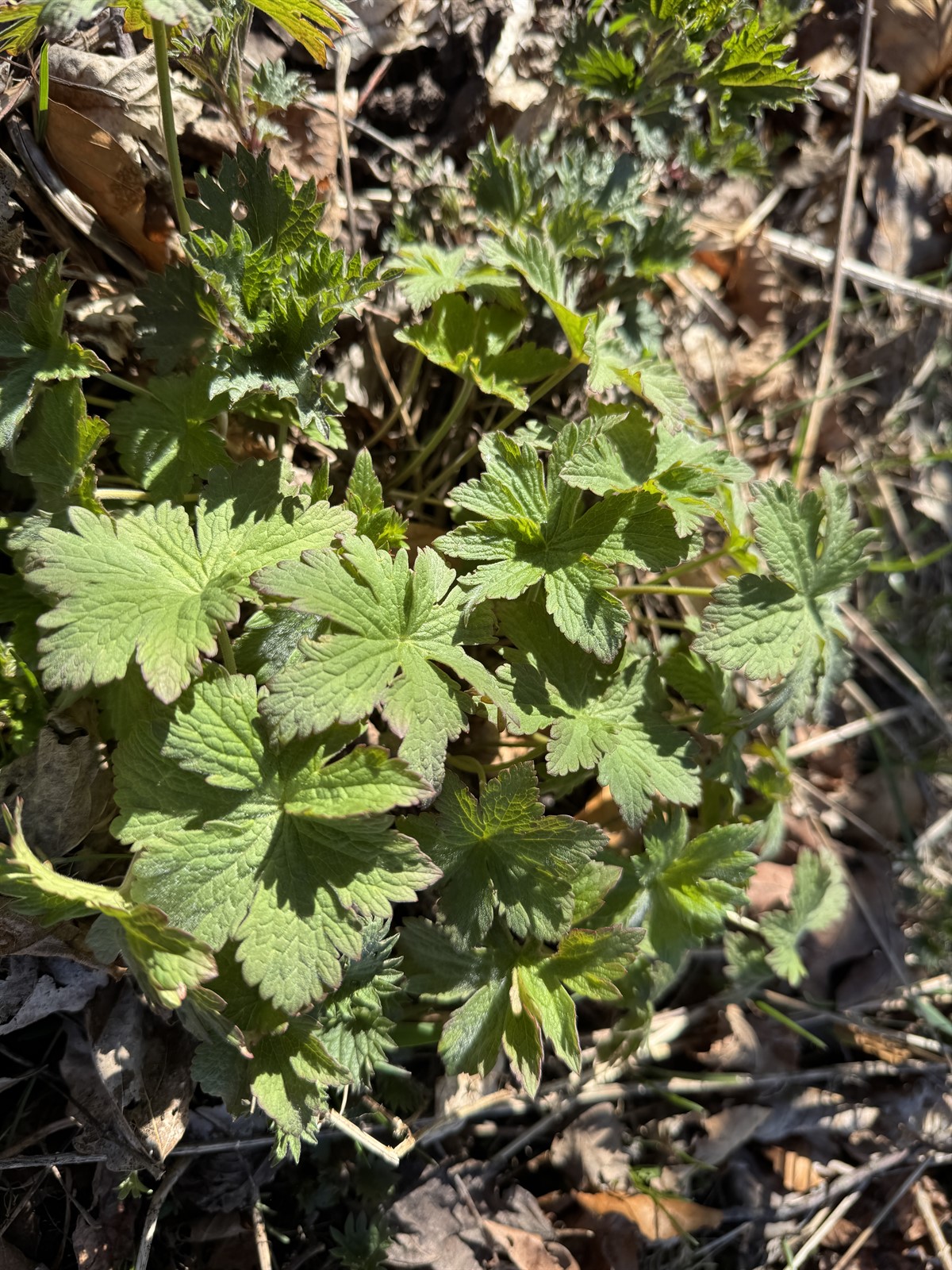 Geranium sylvaticum (wood crane's-bill) (alternate view 12)