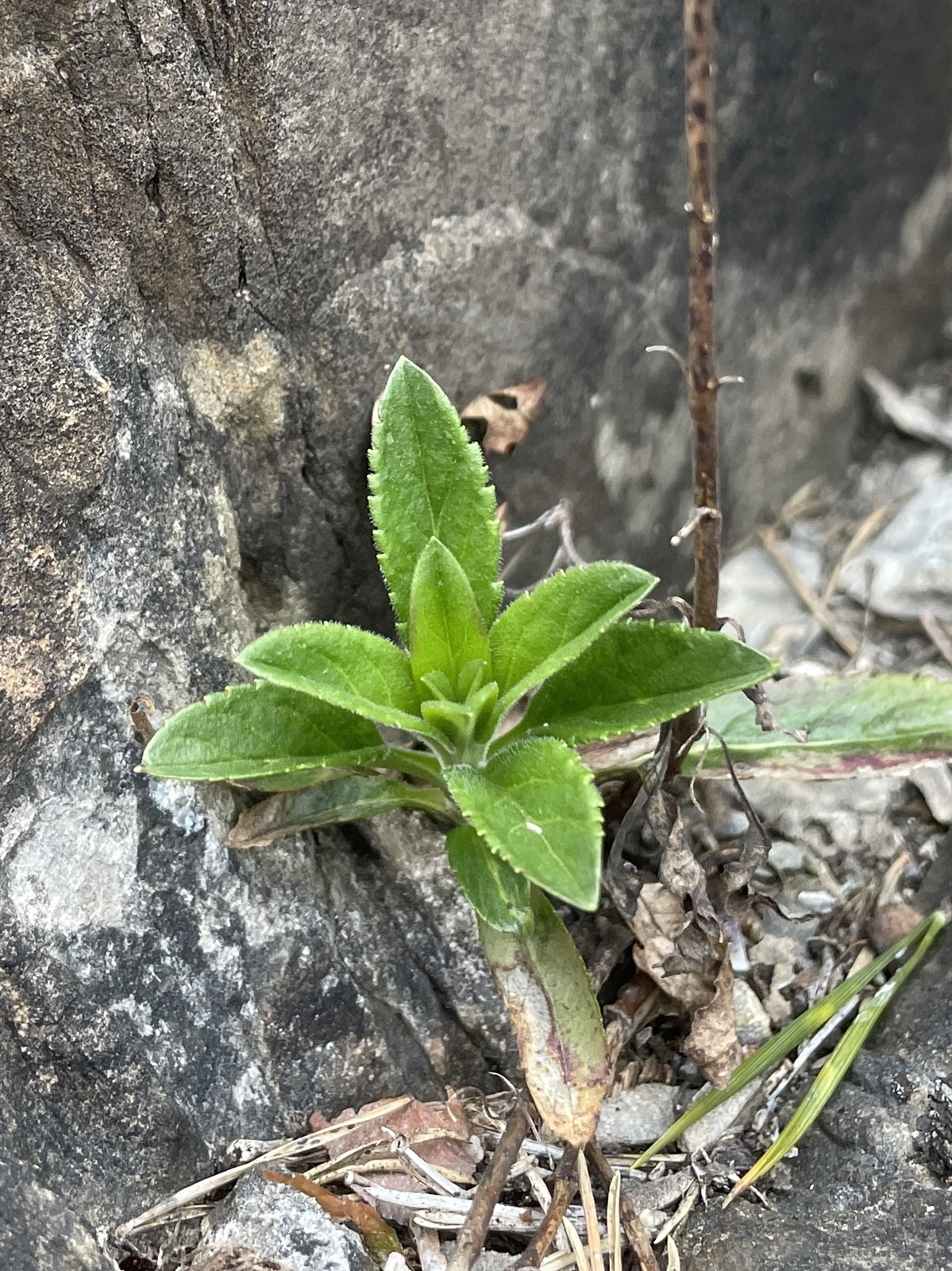 Veronica spicata (veronica, speedwell) (alternate view 4)