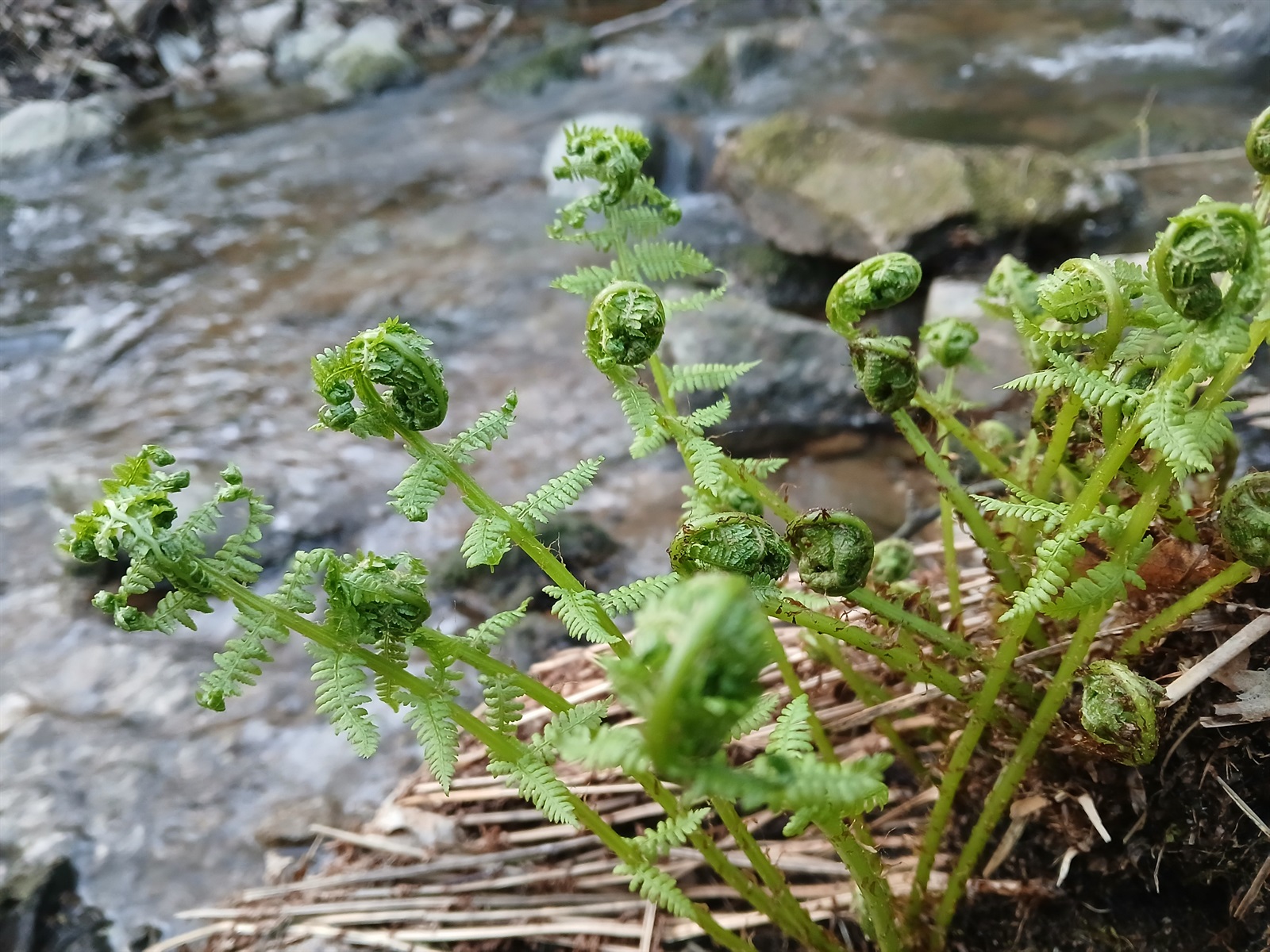 Athyrium filix-femina (lady fern) (alternate view 12)