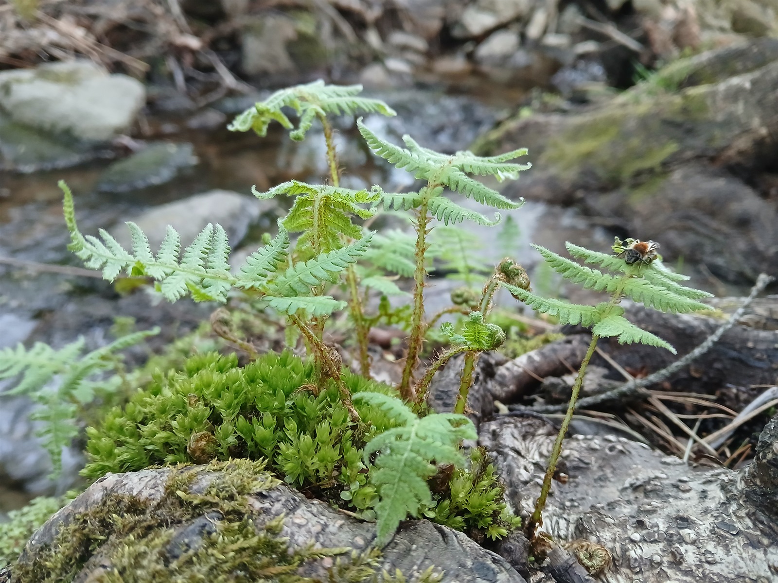 Phegopteris connectilis (long beech fern)