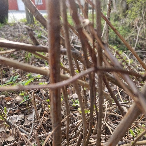 Spiraea (meadowsweets) (alternate view 3)