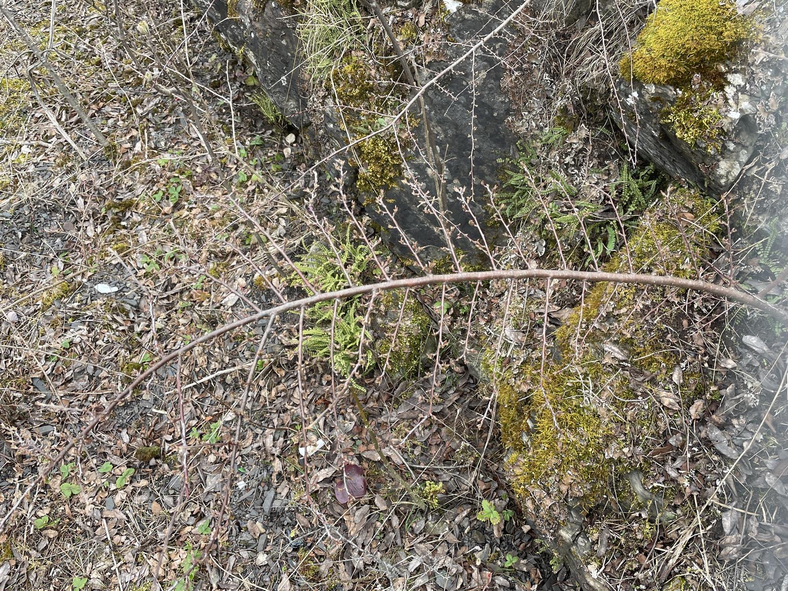 Cotoneaster horizontalis (rock cotoneaster) (alternate view 13)