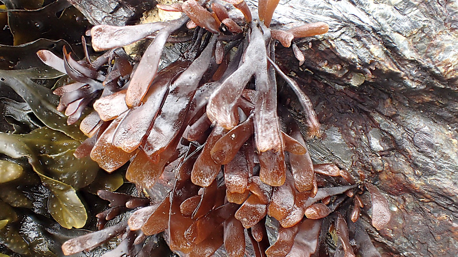 Palmaria palmata (Dulse) (alternate view 8)