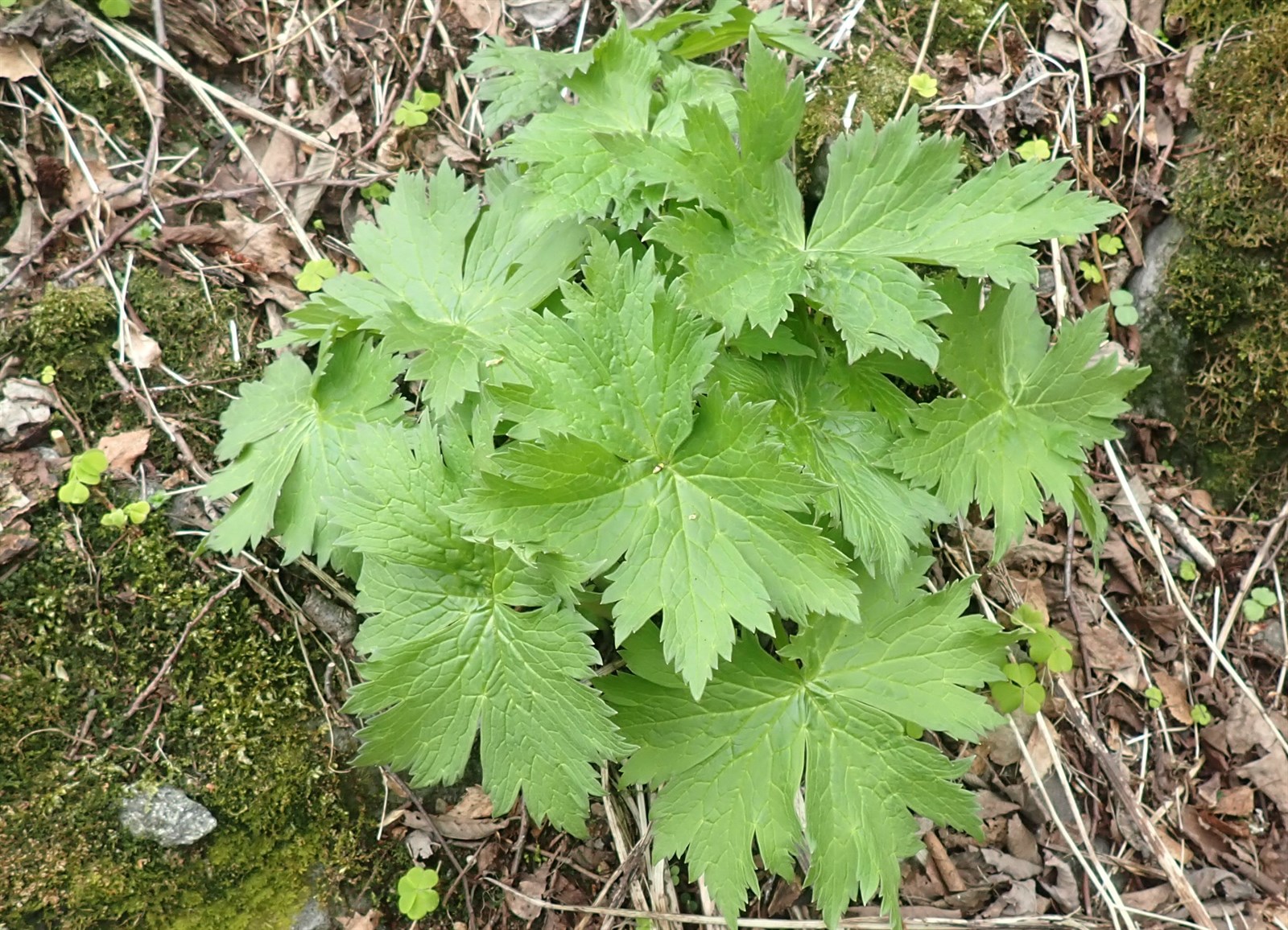 Aconitum (Monkshoods) (alternate view 2)