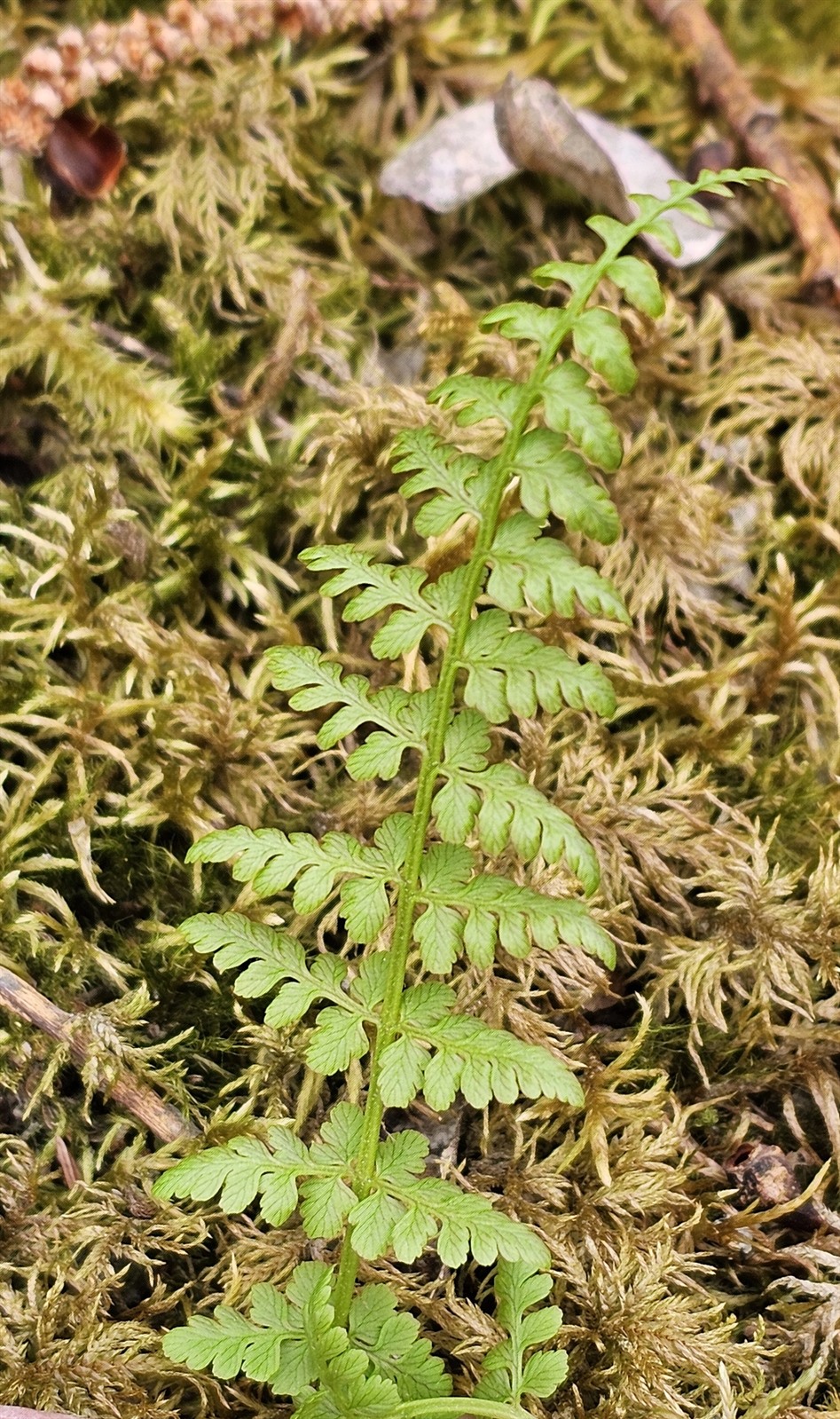 Cystopteris fragilis (brittle bladderfern) (alternate view 14)