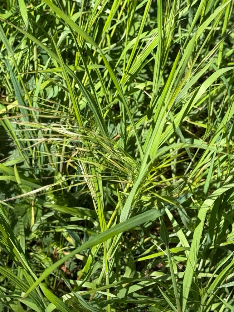 Bromus sterilis (barren brome) (alternate view 13)