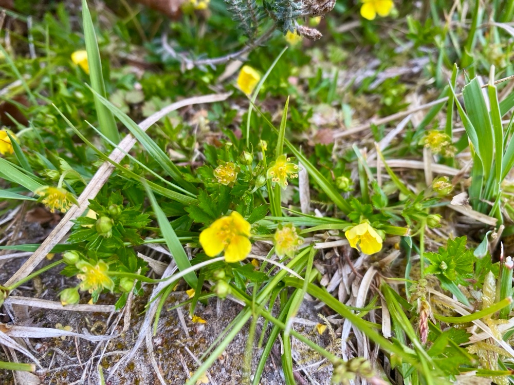 Potentilla erecta (Tormentil) (alternate view 11)