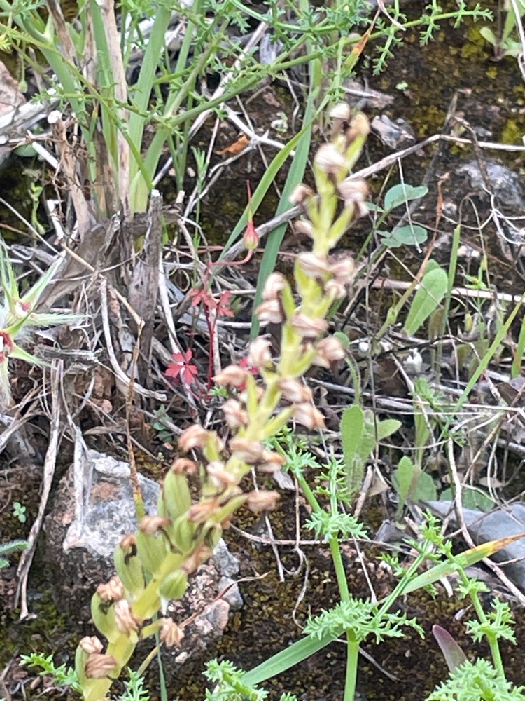 Orchis anthropophora (Man Orchid) (alternate view 8)
