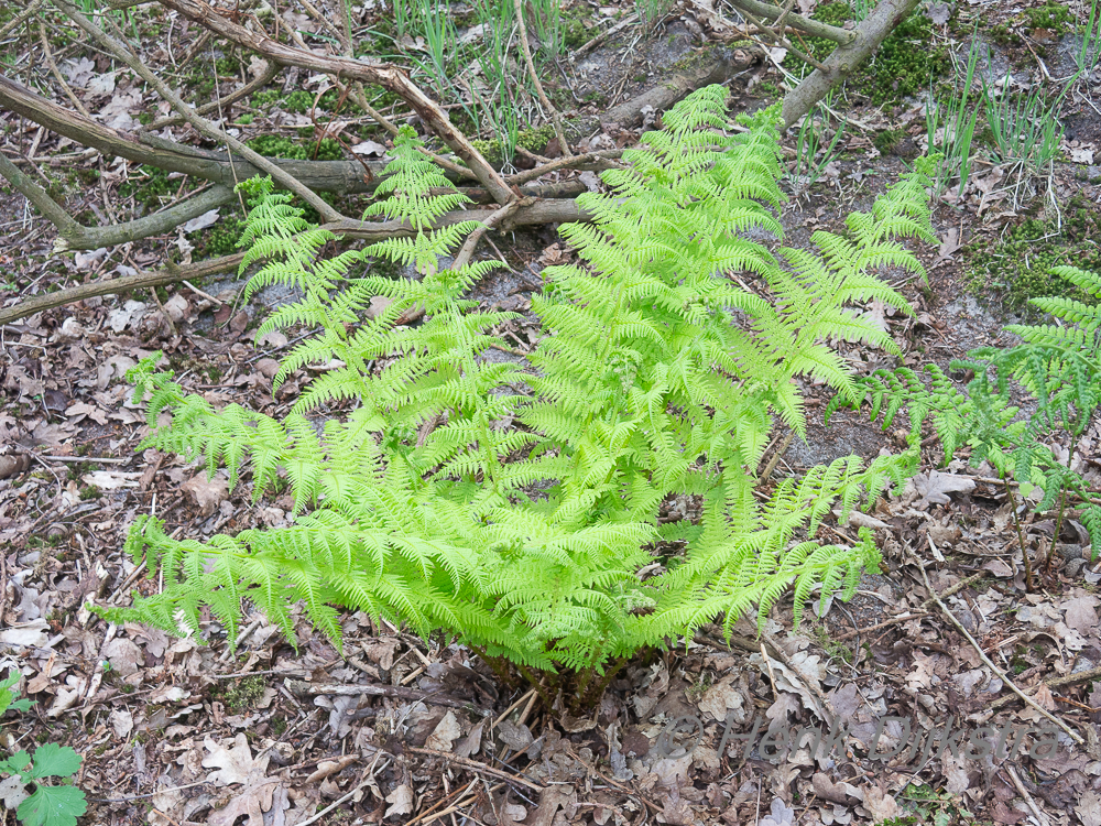 Athyrium filix-femina (lady fern) (alternate view 13)
