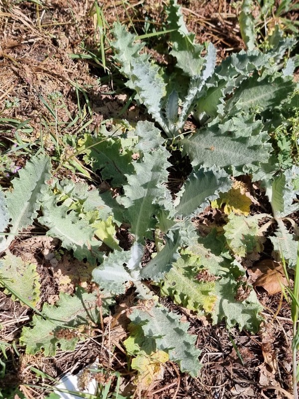 Onopordum acanthium (Scotch thistle) (alternate view 11)