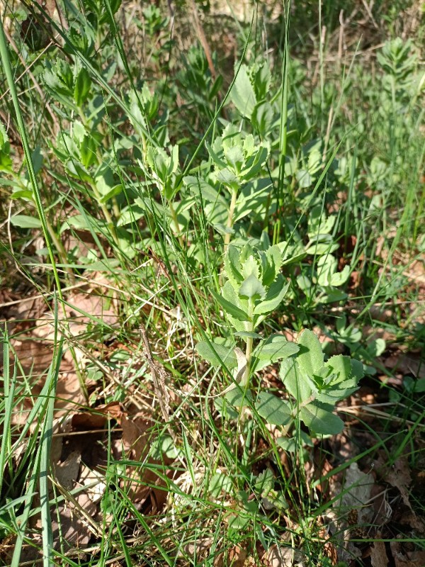 Hylotelephium telephium (Orpine) (alternate view 10)
