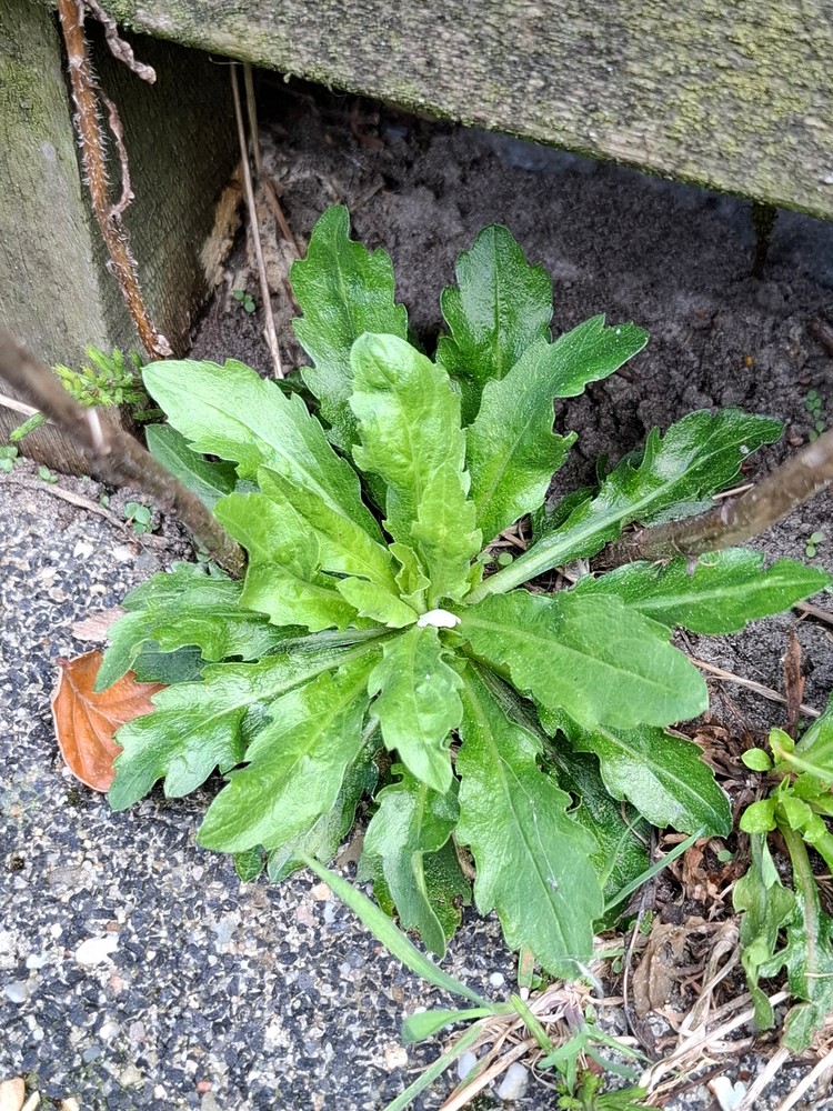 Erigeron floribundus (Tall Fleabane) (alternate view 13)